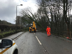 Tree fallen on road during Storm Ciara